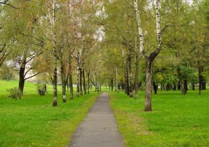 Веб-камера Москва, Звёздный бульвар в реальном времени